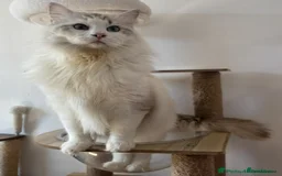 Ragdoll cats for stud: Seal Lynx Bicolour Ragdoll stud boy - Image 6