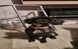 Schnoodle dogs for sale: Daisy is a 2 year old snoodle  - Image 3