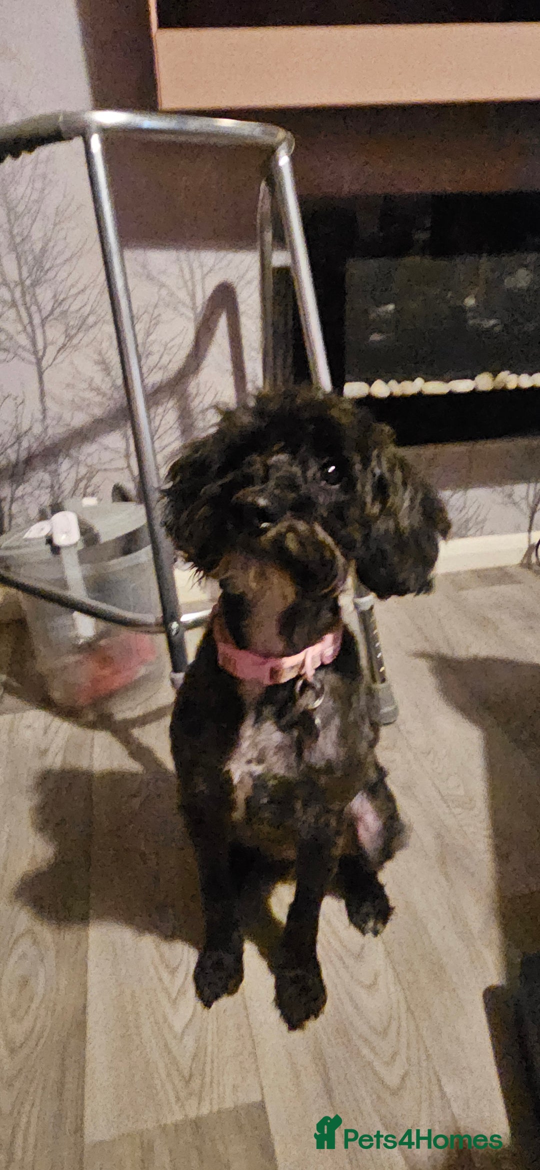 Schnoodle dogs for sale: Daisy is a 2 year old snoodle  - Image 3