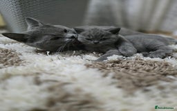 British Shorthair cats for sale: Beautiful British Shorthair Kittens  - Image 4