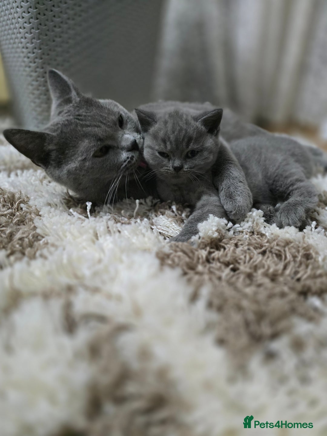 British Shorthair cats for sale: Beautiful British Shorthair Kittens  - Image 4