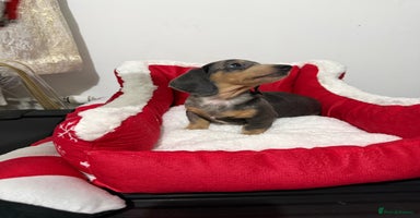 Miniature Dachshund dogs Miniature Daschund pra clear  - Advert 8