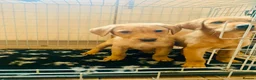 Labrador Retriever dogs for sale: Litter of golden retriever puppies READY TO LEAVE in Bradford - Advert 6
