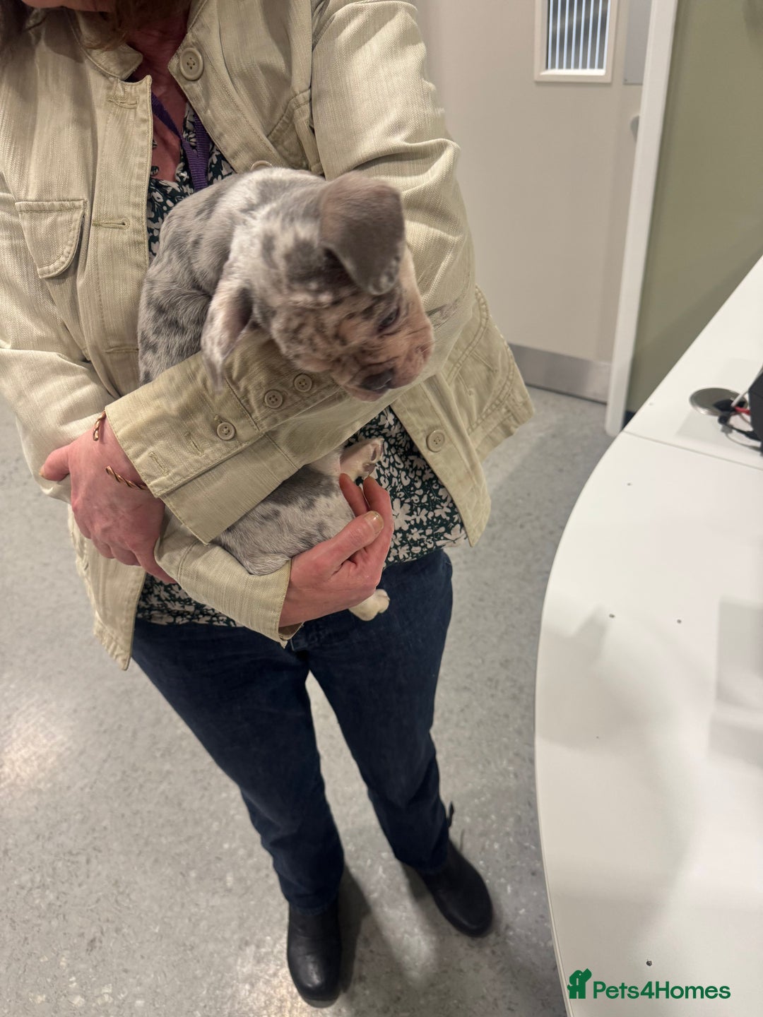 French Bulldog dogs for sale: 🐶 Stunning Merle Lilac Fawn French Bulldogs - Advert 30