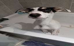 Mixed Breed dogs for sale: Flash  - Image 14