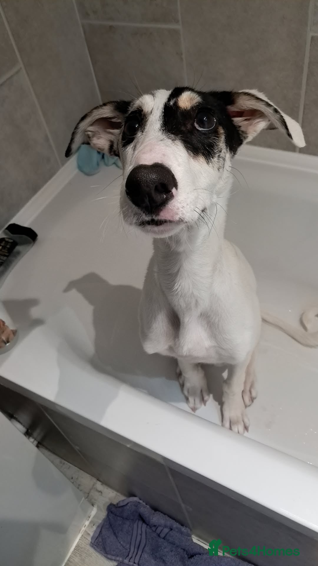 Mixed Breed dogs for sale: Flash  - Image 14