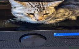 Bengal cats for sale: Bengal X 1 Year Old for Adoption  - Image 4