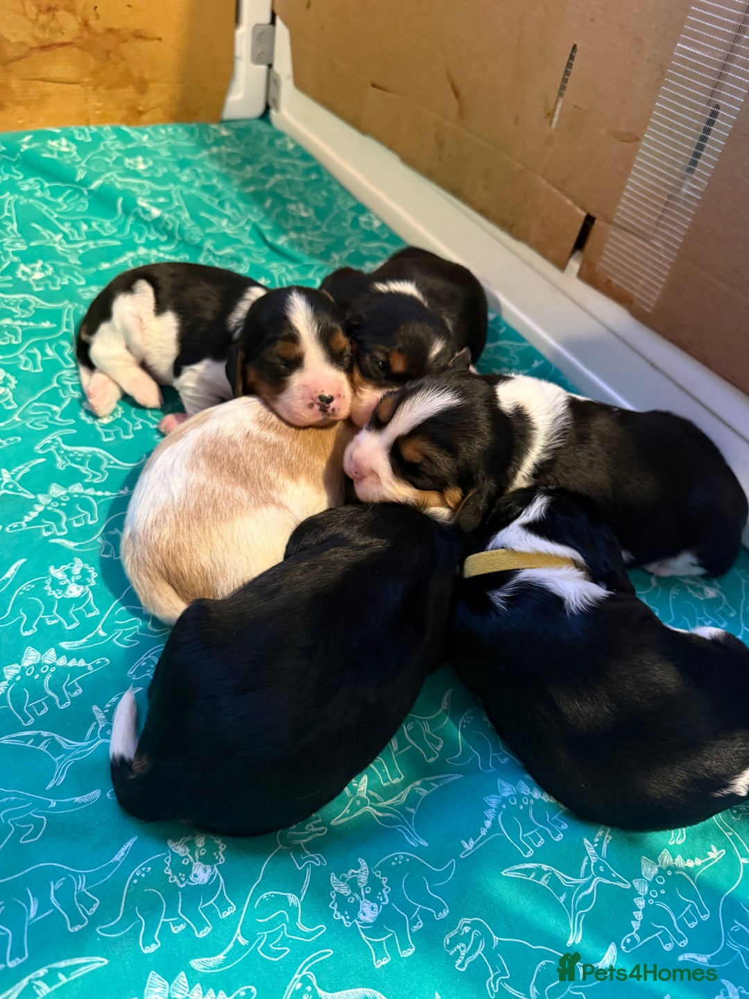 Beaglier dogs for sale: Beautiful Girl Puppies Looking for Loving Homes - Advert 14