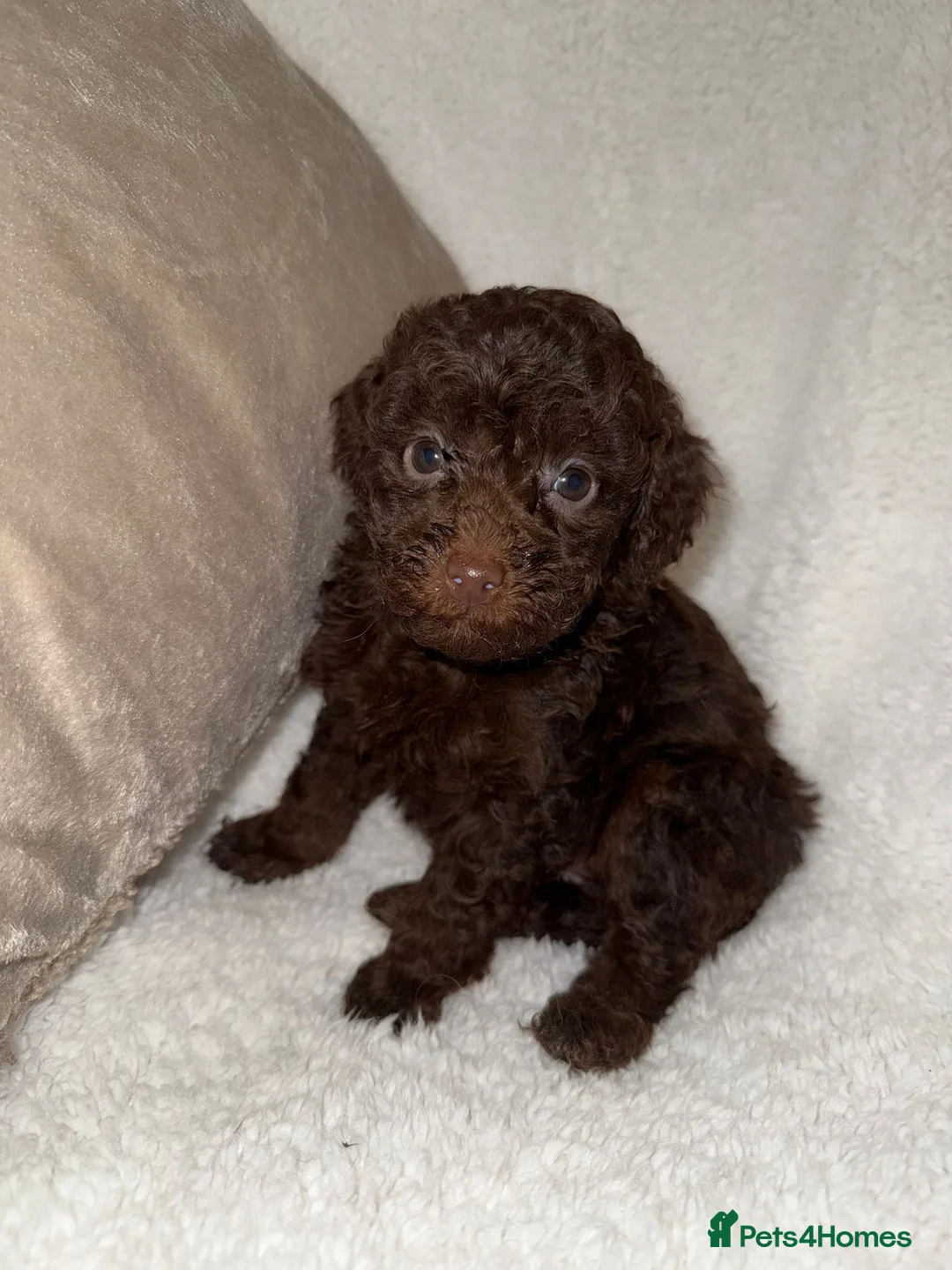 Miniature Poodle dogs for sale: Stunning Chocolate Miniature Poodles - Advert 22