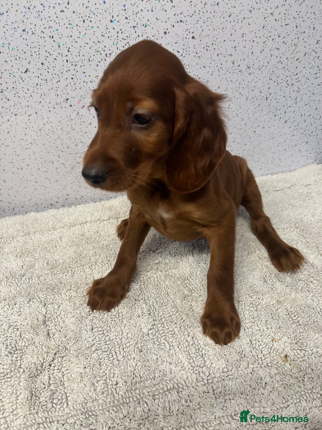 Irish Setter dogs for sale: Out standing litter of kc reg Irish setters - Image 25