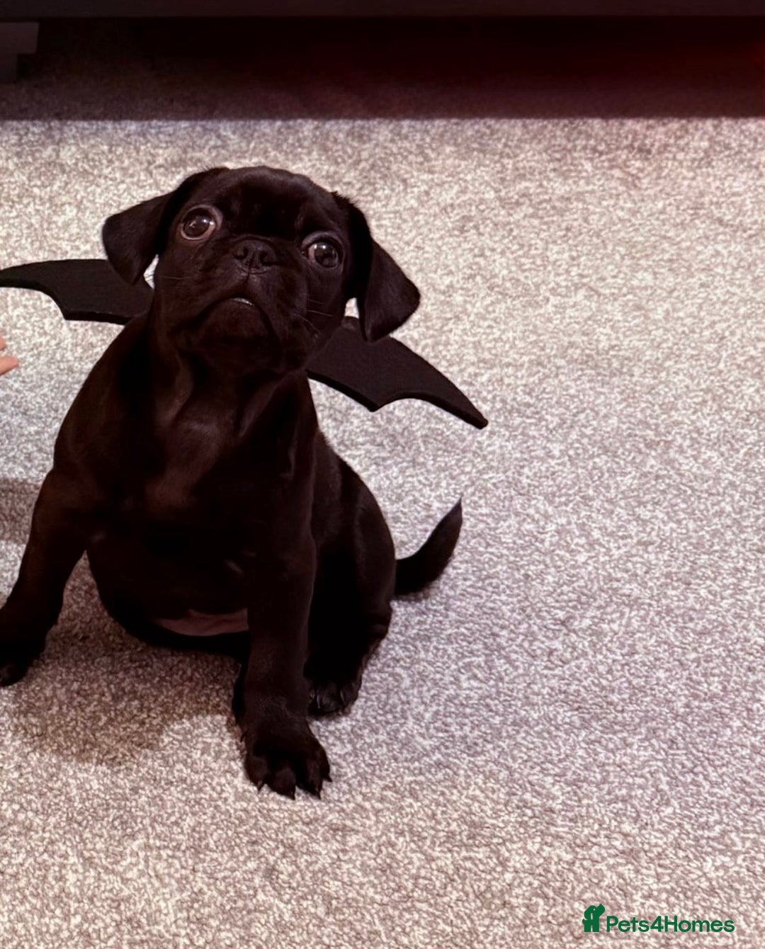 Frug dogs for sale: Frug puppies  - Advert 30