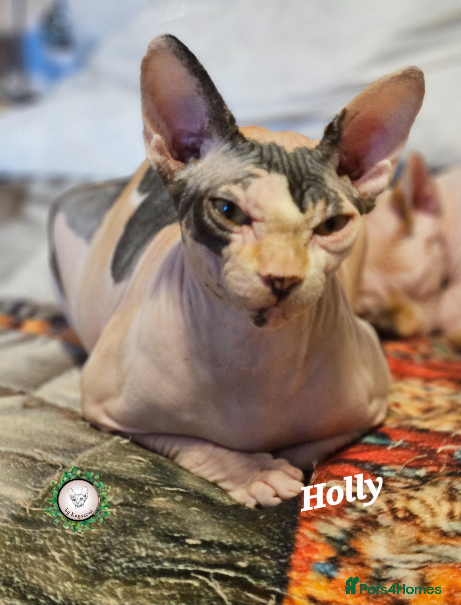 Sphynx cats Beautiful Canadian Sphynx Champion father line ❤️  - Advert 3