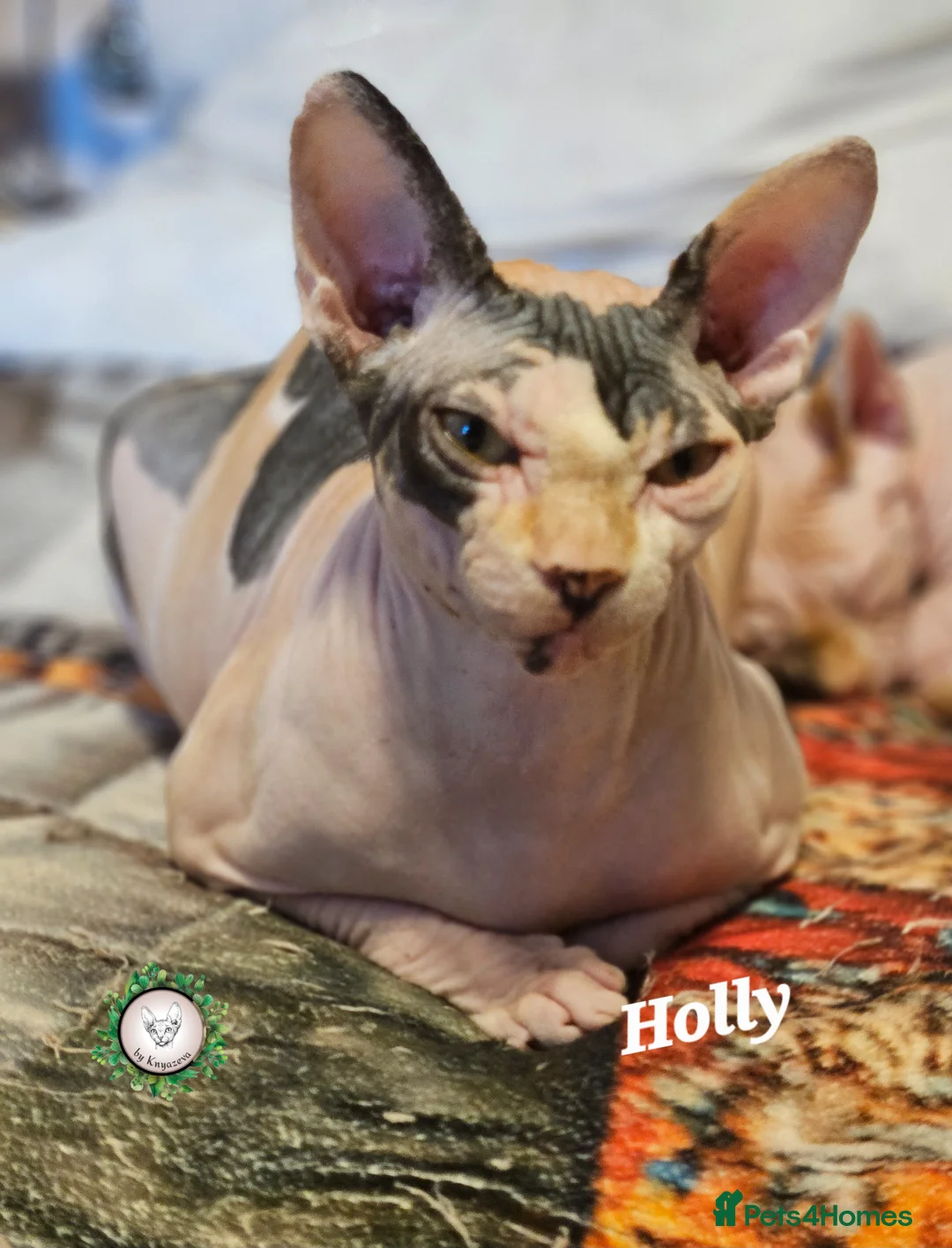 Sphynx cats for sale: Beautiful Canadian Sphynx Champion father line ❤️  - Advert 2