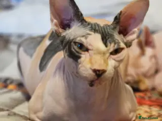 Sphynx cats Beautiful Canadian Sphynx Champion father line ❤️ - Advert 2