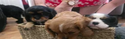 Cavalier King Charles Spaniel dogs for sale: 2 Beautiful health tested CKC Spaniels available - Advert 18