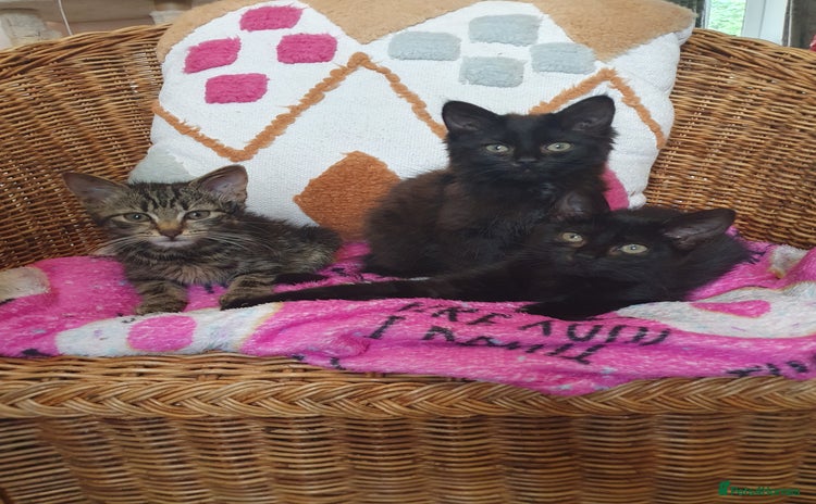 Mixed Breed cats - Advert 1