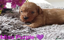 Cavapoo dogs for sale: Beautiful F1 cavapoo puppies  - Image 13