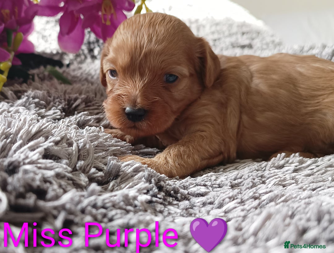 Cavapoo dogs for sale: Beautiful F1 cavapoo puppies  - Image 13