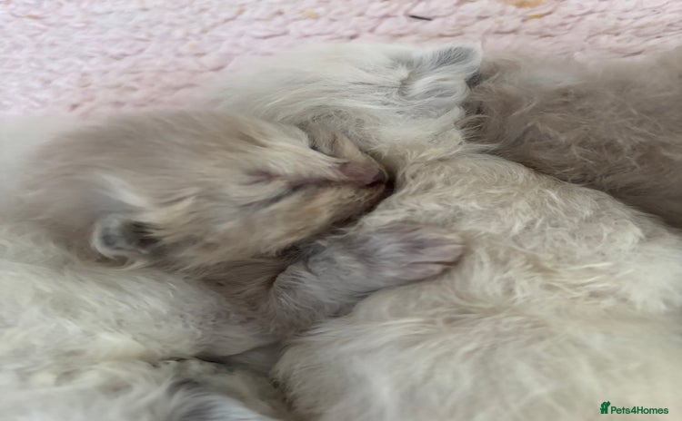 Ragdoll cats - Advert 2