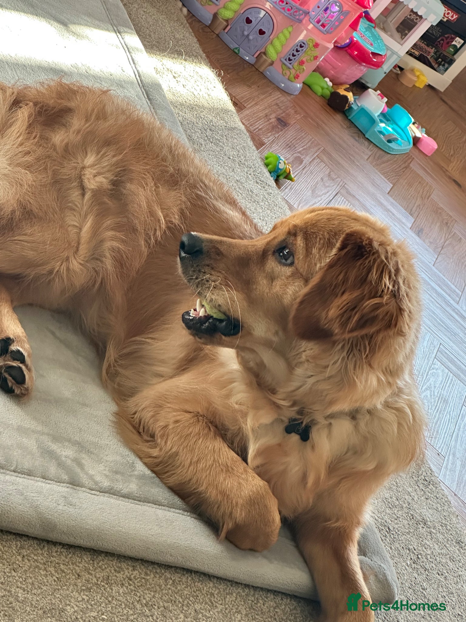 Golden Retriever dogs for sale: 1 year old Rehome needed in Ilminster - Advert 2