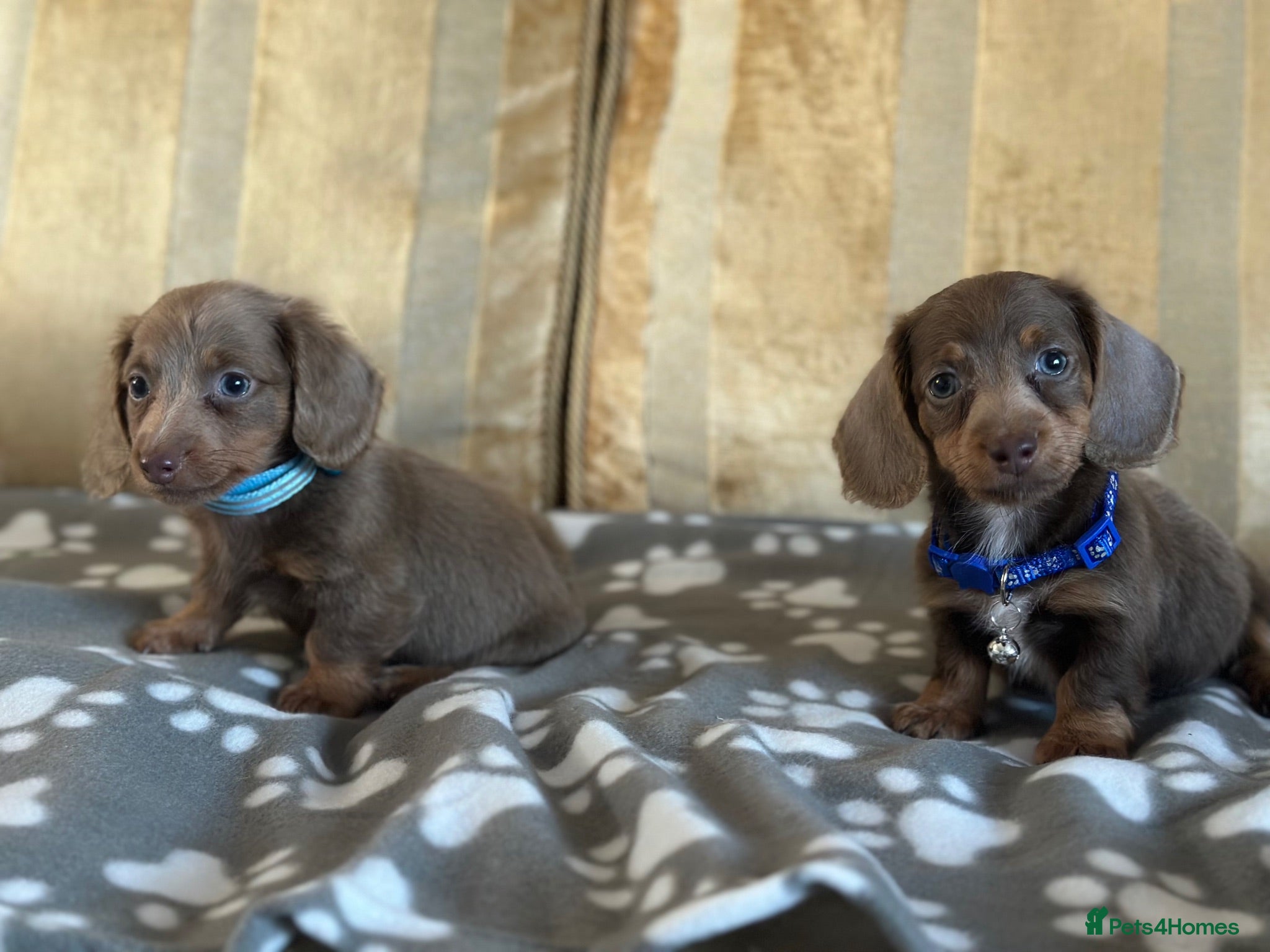 Miniature Dachshund dogs Miniature FLUFFY dashaund puppy’s READY NOW   - Advert 15