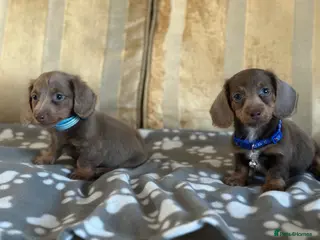 Miniature Dachshund dogs Miniature FLUFFY dashaund puppy’s READY NOW - Advert 15