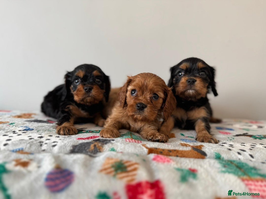 Cavalier King Charles Spaniel dogs for sale: Cavalier King Charles Spaniel Pups KC Reg - Advert 7