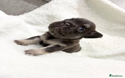 French Bulldog dogs for sale: Beautiful litter off French bulldog puppies  - Image 6