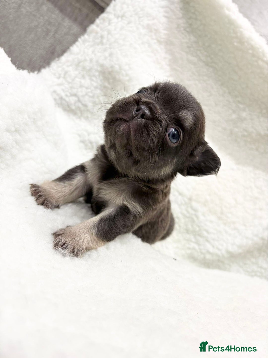French Bulldog dogs for sale: Beautiful litter off French bulldog puppies  - Image 6