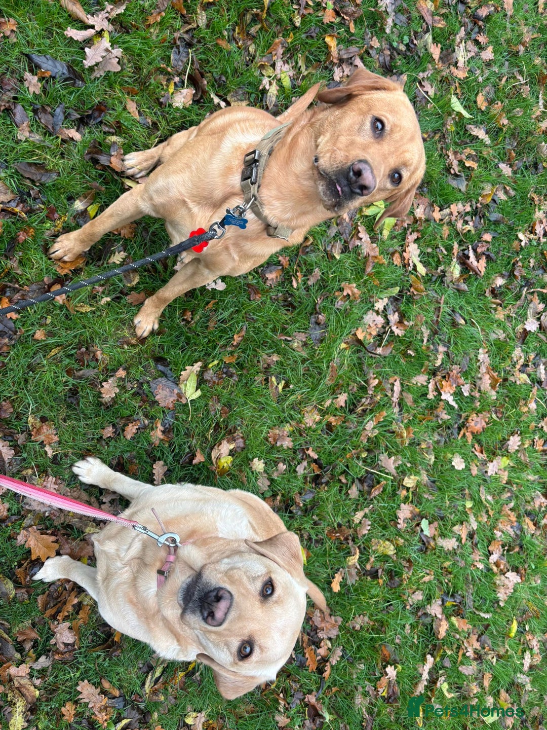 Labrador Retriever dogs for stud: Red fox kc reg lab for stud - Advert 2