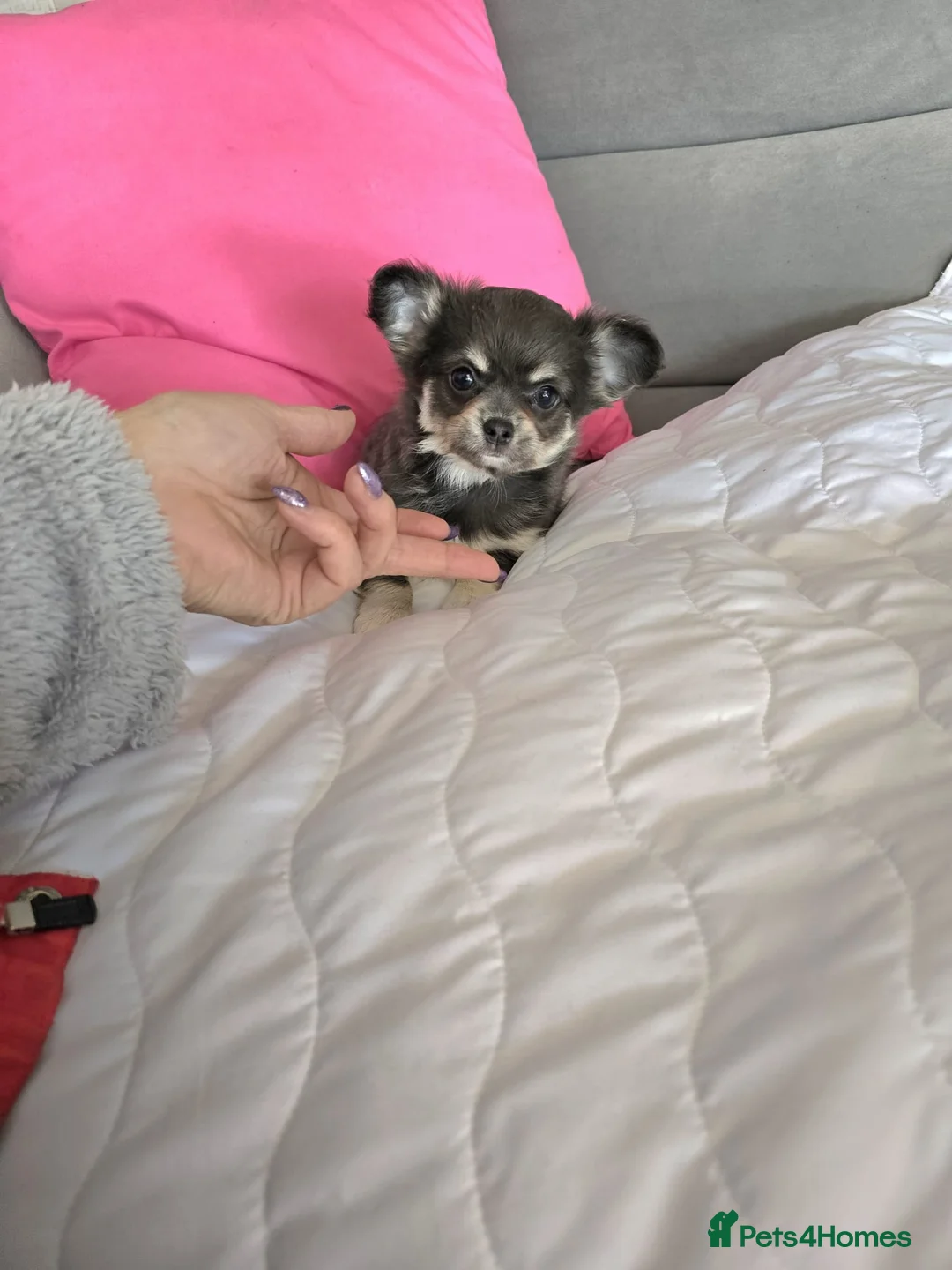 Chihuahua dogs for sale: Long haired Blue Chihuahua puppies  - Advert 2