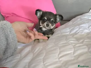 Chihuahua dogs Long haired Blue Chihuahua puppies - Advert 7