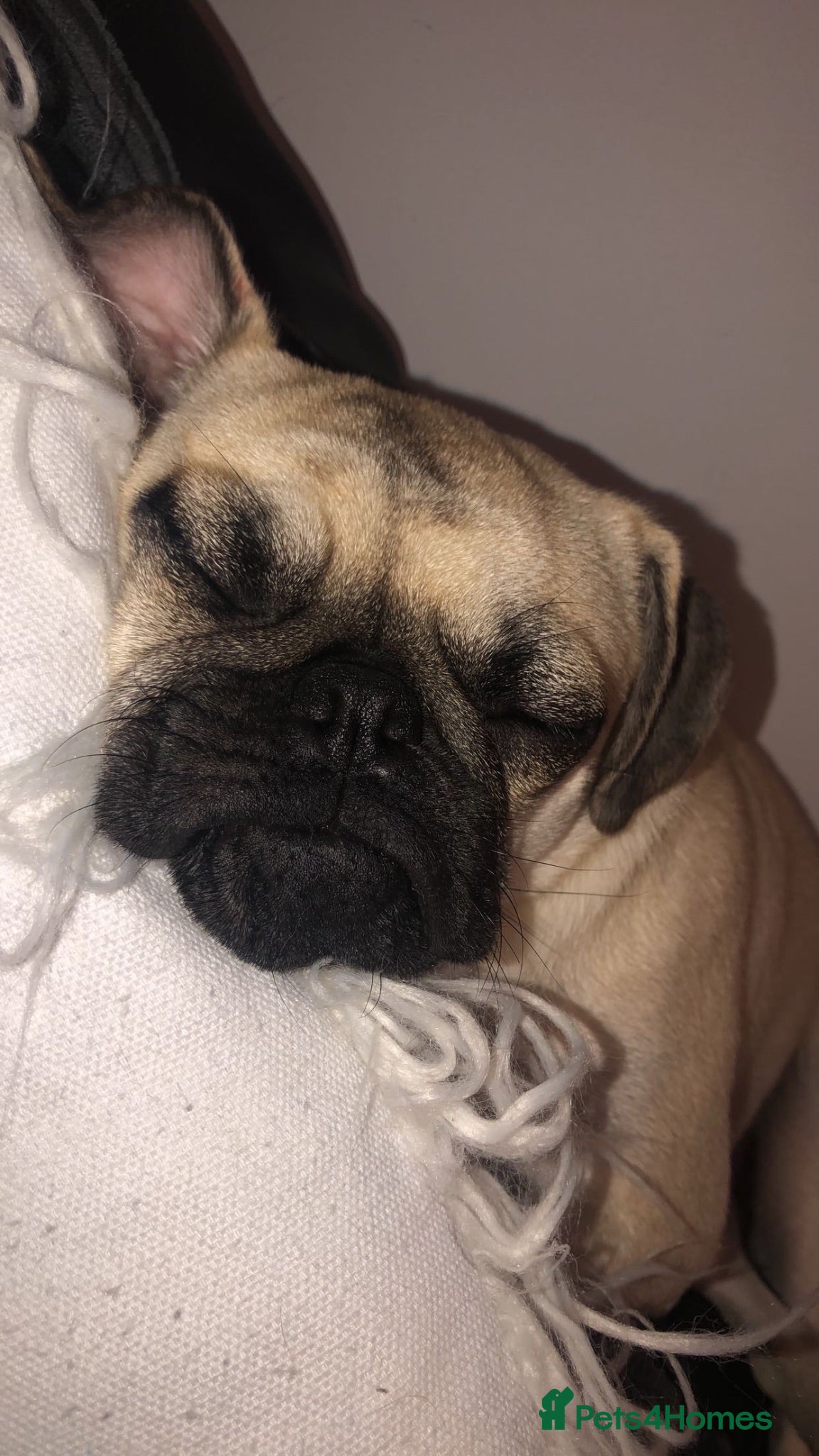 Pug dogs 3 year old Pug female.  - Advert 1