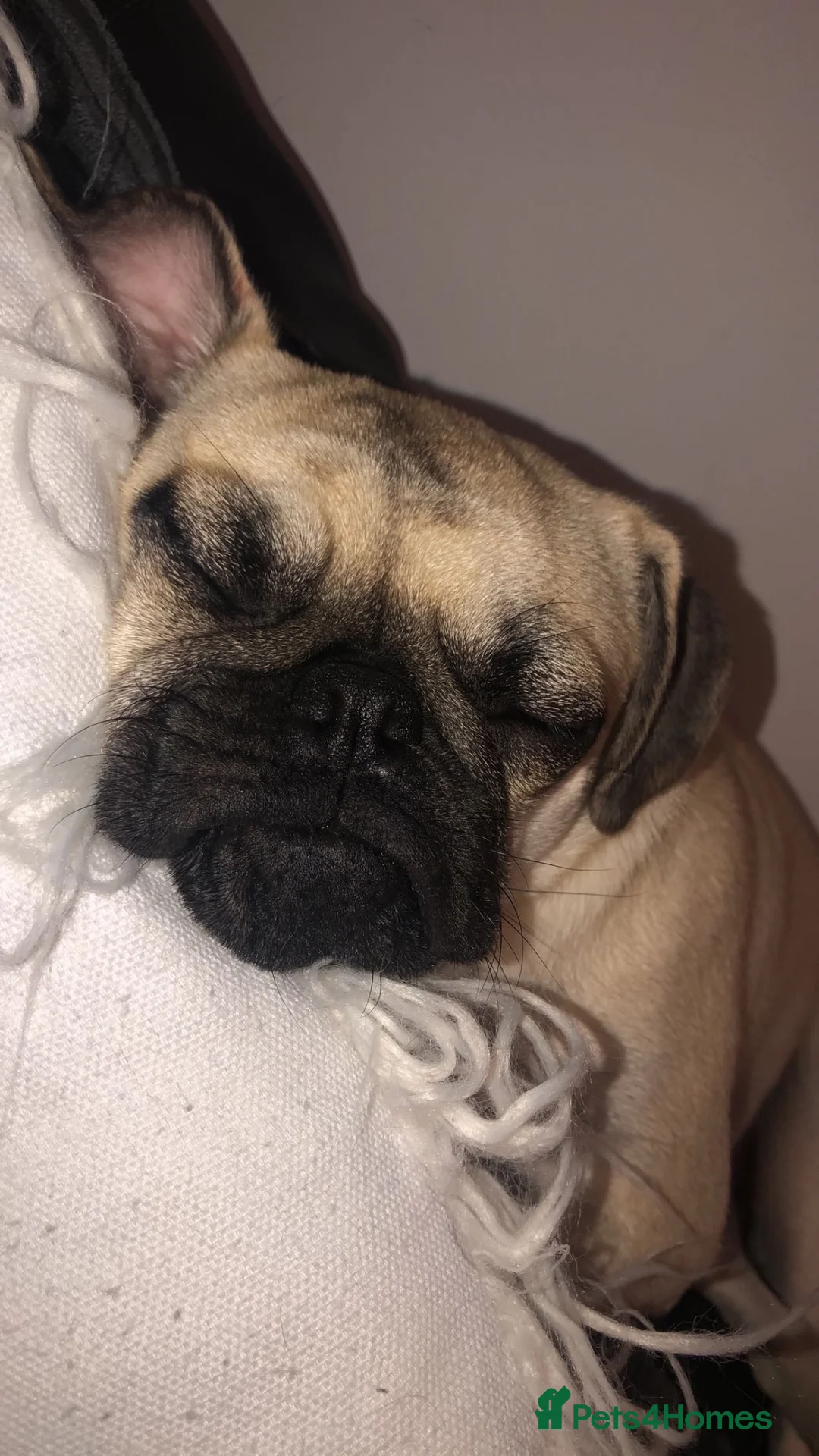 Pug dogs for sale: 3 year old Pug female.  - Advert 1