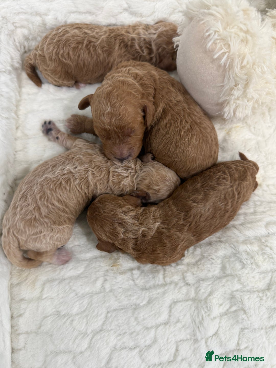 Miniature Poodle dogs for sale: 4 abstract boys available. Kc & full dna clear. - Advert 1