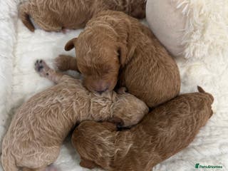 Miniature Poodle dogs 4 abstract boys available. Kc & full dna clear. - Advert 3
