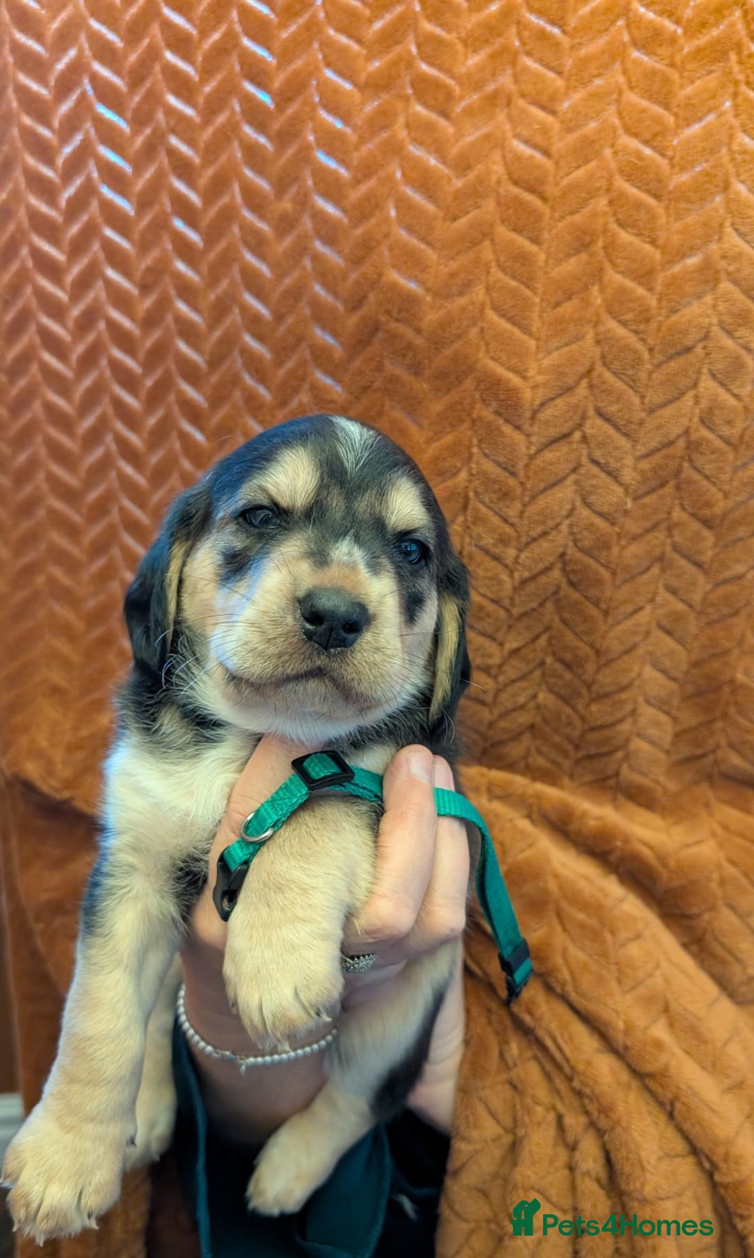 Cockerdor dogs for sale: Stunning Tri-coloured Cockerdors - Image 2