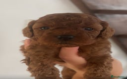 Cavapoo dogs for sale: Cavapoo puppies for sale  - Image 4