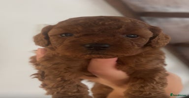 Cavapoo dogs - Advert 5