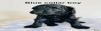 Cockapoo 2 - Royal blue collar boy