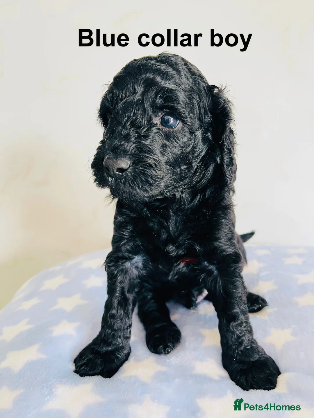 Cockapoo dogs for sale: Stunningly unique health/DNA tested Cockapoos  - Advert 35