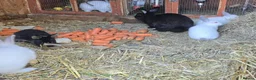 Mixed Breed rabbits for sale: Beautiful! in London - Advert 10
