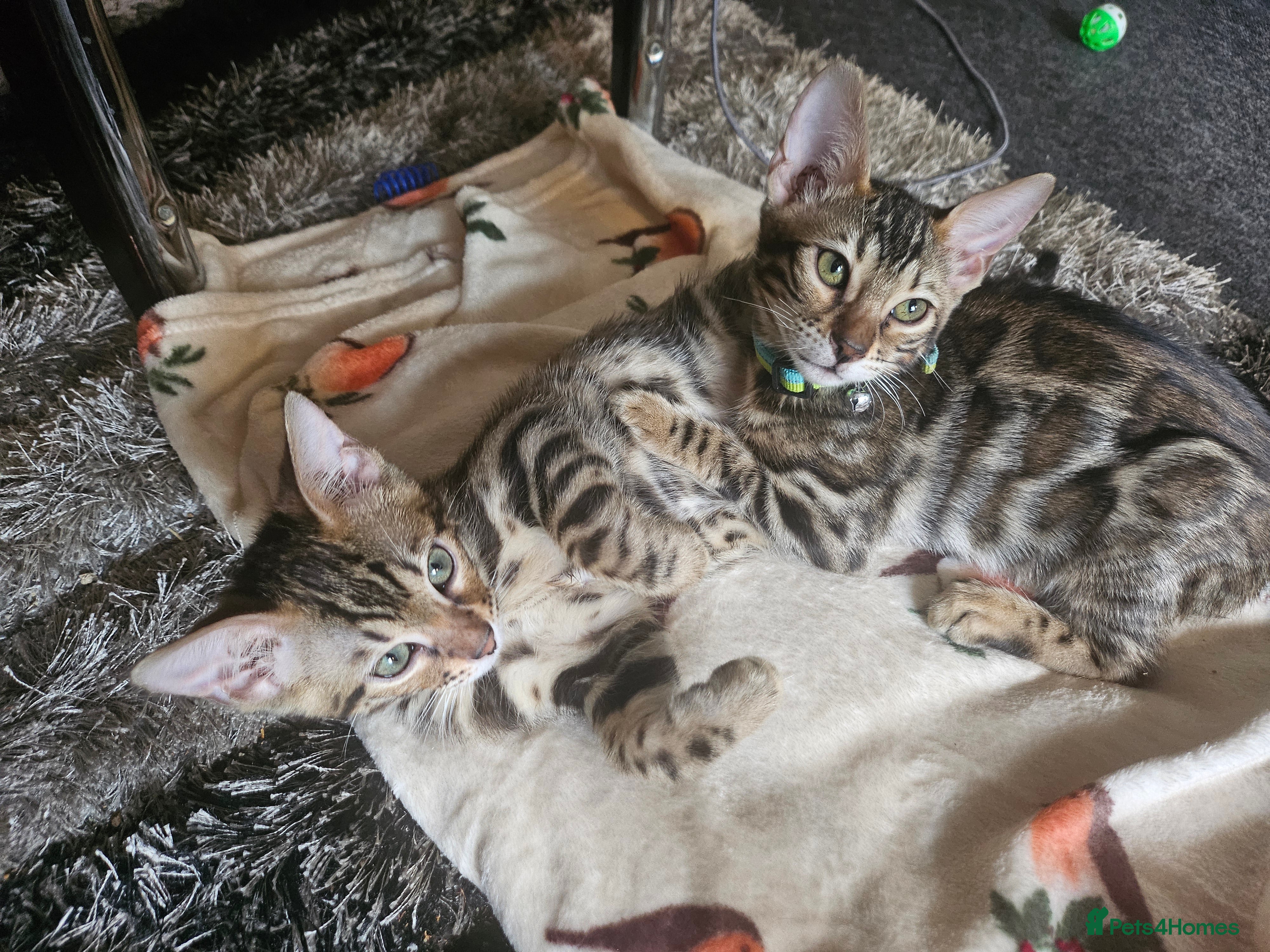 Bengal cats  FULL PEDIGREE Bengal Kittens Tica Registered - Advert 7