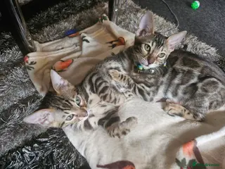 Bengal cats FULL PEDIGREE Bengal Kittens Tica Registered - Advert 7