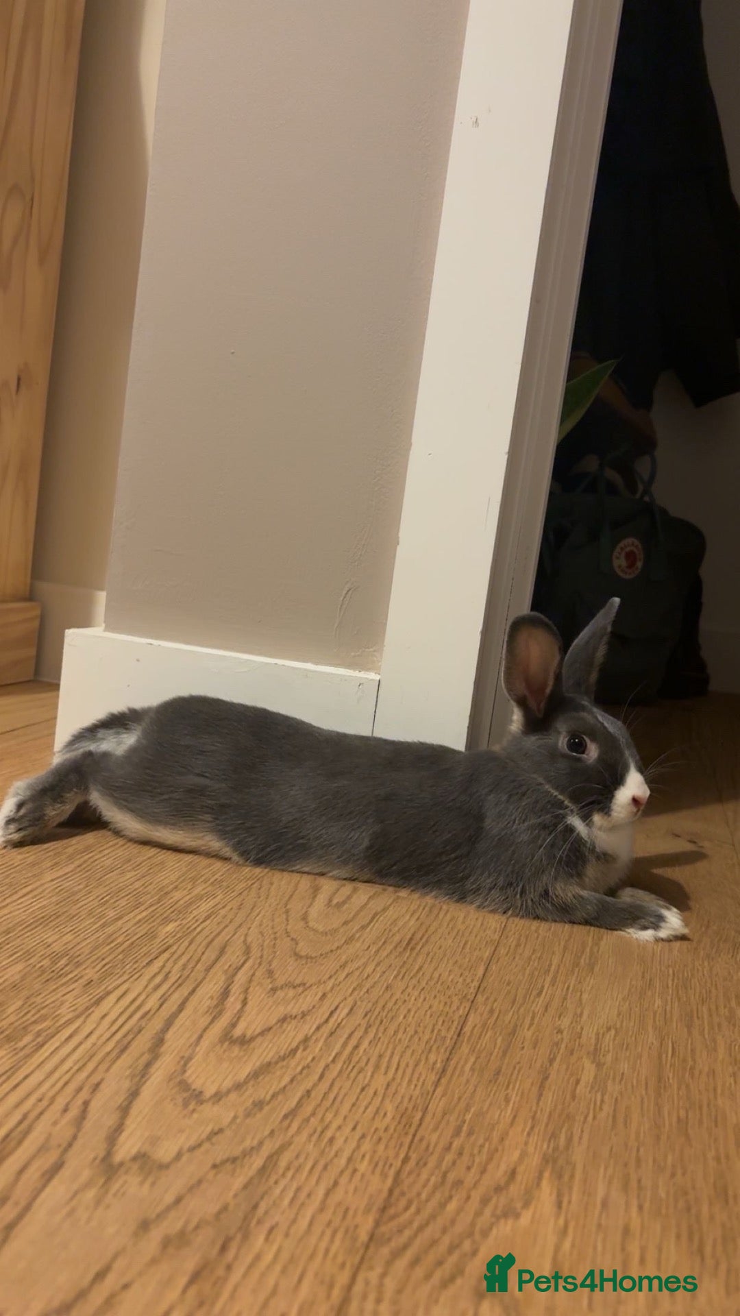 Mixed Breed rabbits 4 month rabbit and full set up and more  - Advert 1