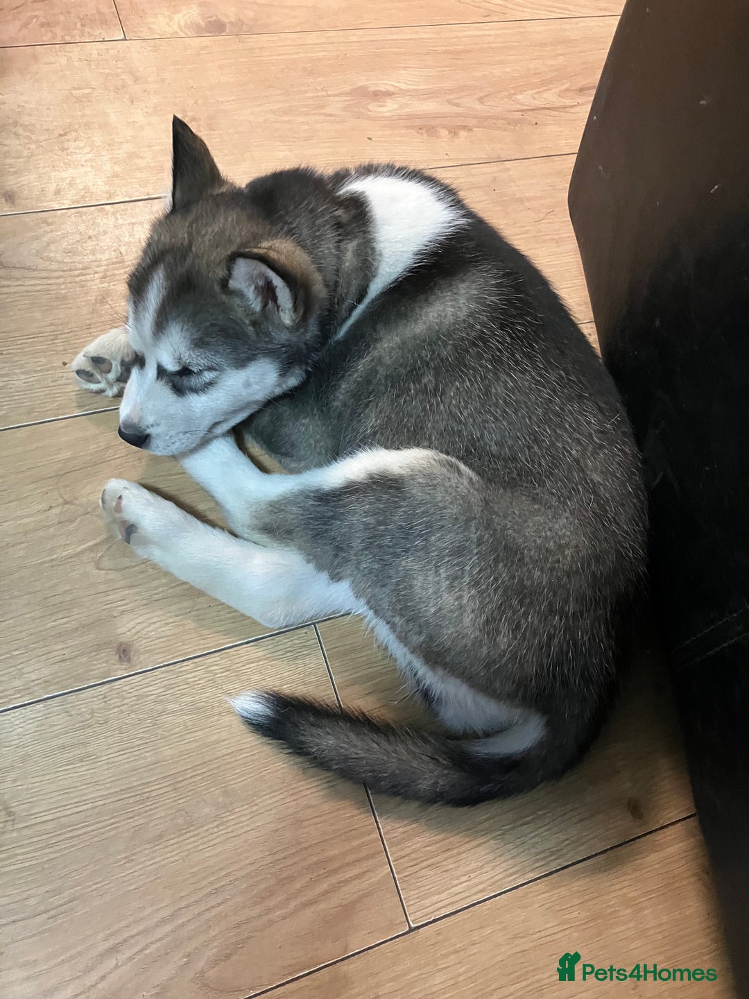 Siberian Husky dogs for sale: Beautiful husky puppies ready for their new homes  - Advert 20