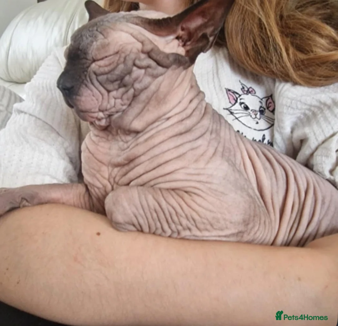 Sphynx cats for sale: Beautiful male boys available 🩷  - Advert 7