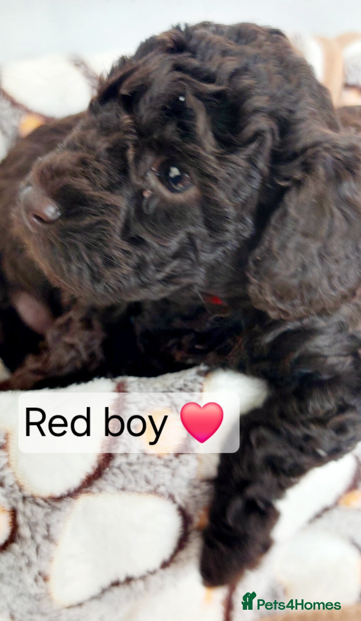 Toy Poodle dogs 🤎ONLY 3 AVAILABLE NOW CHOCOLATE TOY POODLE🤎  - Advert 1