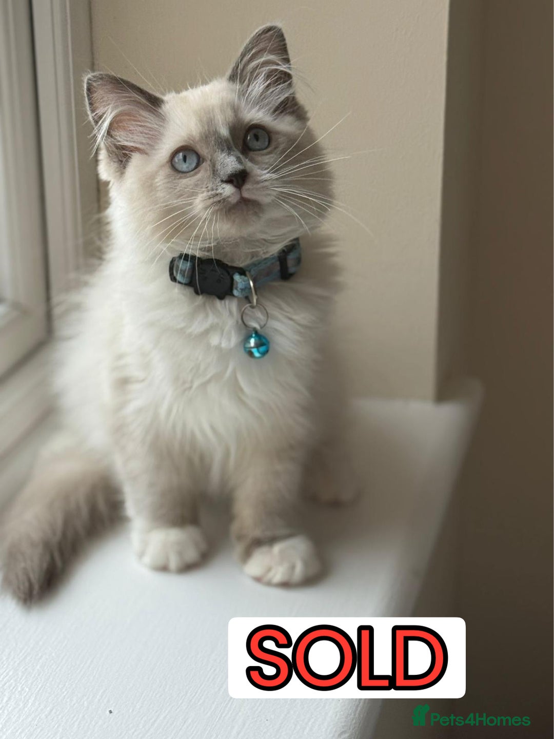 Ragdoll cats for sale: The Last Adorable Girl Ragdoll - Image 10