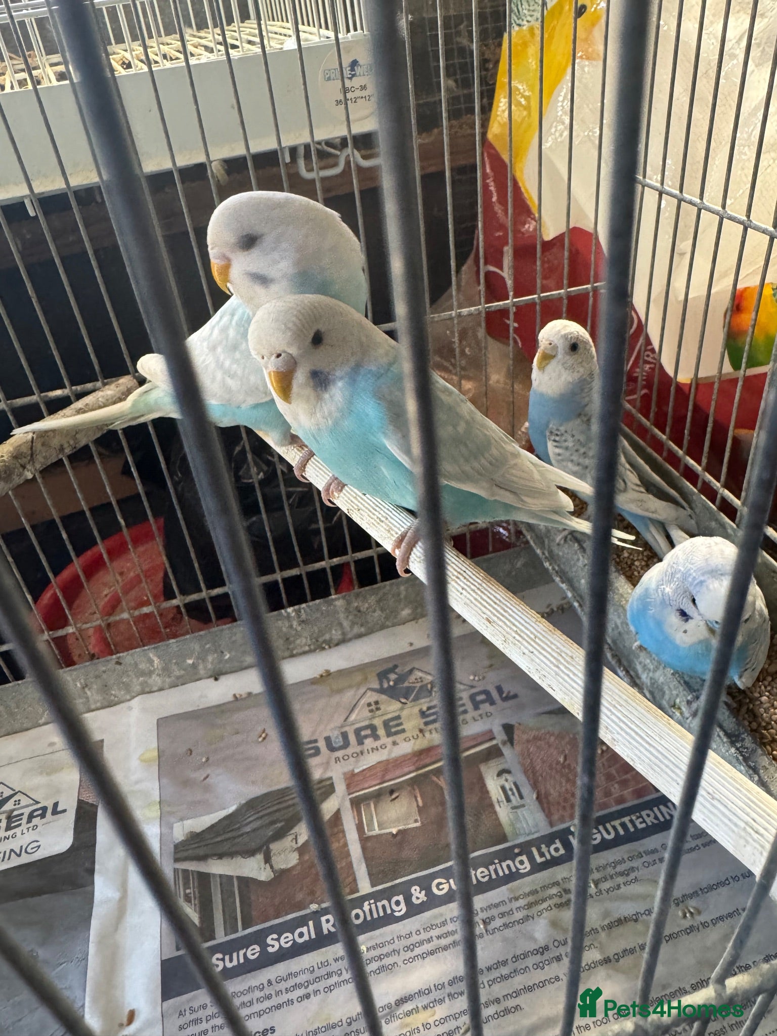 Budgerigars birds Budgies for sale - Advert 14